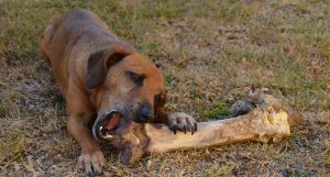 Lee más sobre el artículo La mejor opción de alimento para perros con problemas digestivos: guía completa y recomendaciones